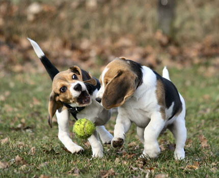 Welpen k&auml;mpfen um den Ball